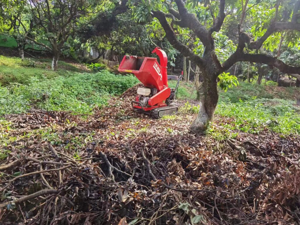 荔枝树修剪